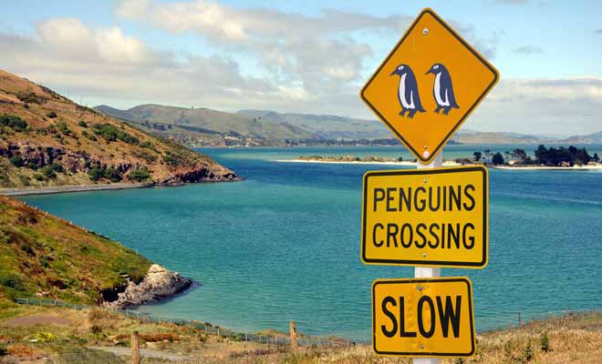 Certains panneaux de la route peuvent prêter à sourire, mais ils doivent être pris au sérieux même lorsqu’ils annoncent un risque de traversée de pingouins ou de kiwis.
