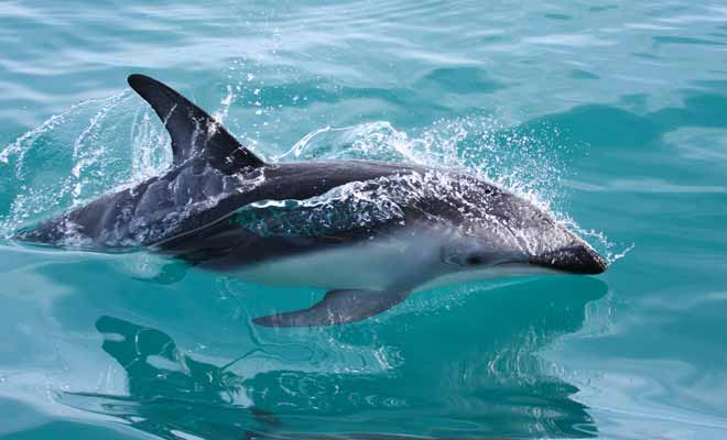 La nage avec les dauphins est une activité populaire dans ce pays et vous pourrez réaliser votre rêve aussi bien au large de l'île du Nord que de l'île du Sud.