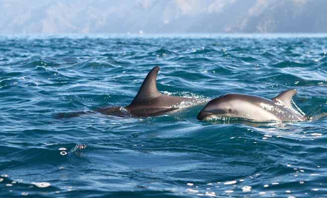 Il n'est pas rare d'observer des bancs de deux cents dauphins dans la péninsule de Kaikoura, ce qui en fait le meilleur endroit pour nager avec des dauphins en Nouvelle-Zélande.