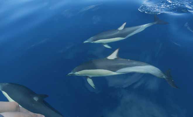 Le petit village d'Akaroa a été fondé par des colons français et il est désormais spécialisé dans la nage avec les dauphins de la péninsule de Banks.