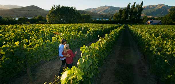 Venez visiter les vignobles et déguster les vins de Nouvelle-Zélande.