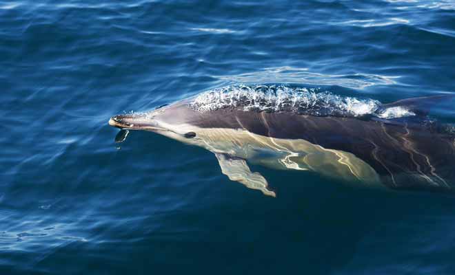 On compte parfois plus de 200 dauphins ensemble. C'est un spectacle impressionnant auquel nous ne sommes pas habitués.