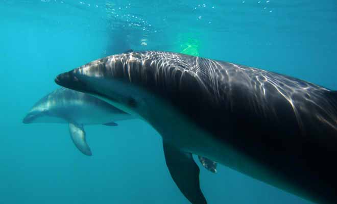 Il suffit de s'équiper d'un masque et d'un tuba pour plonger au milieu des dauphins !
