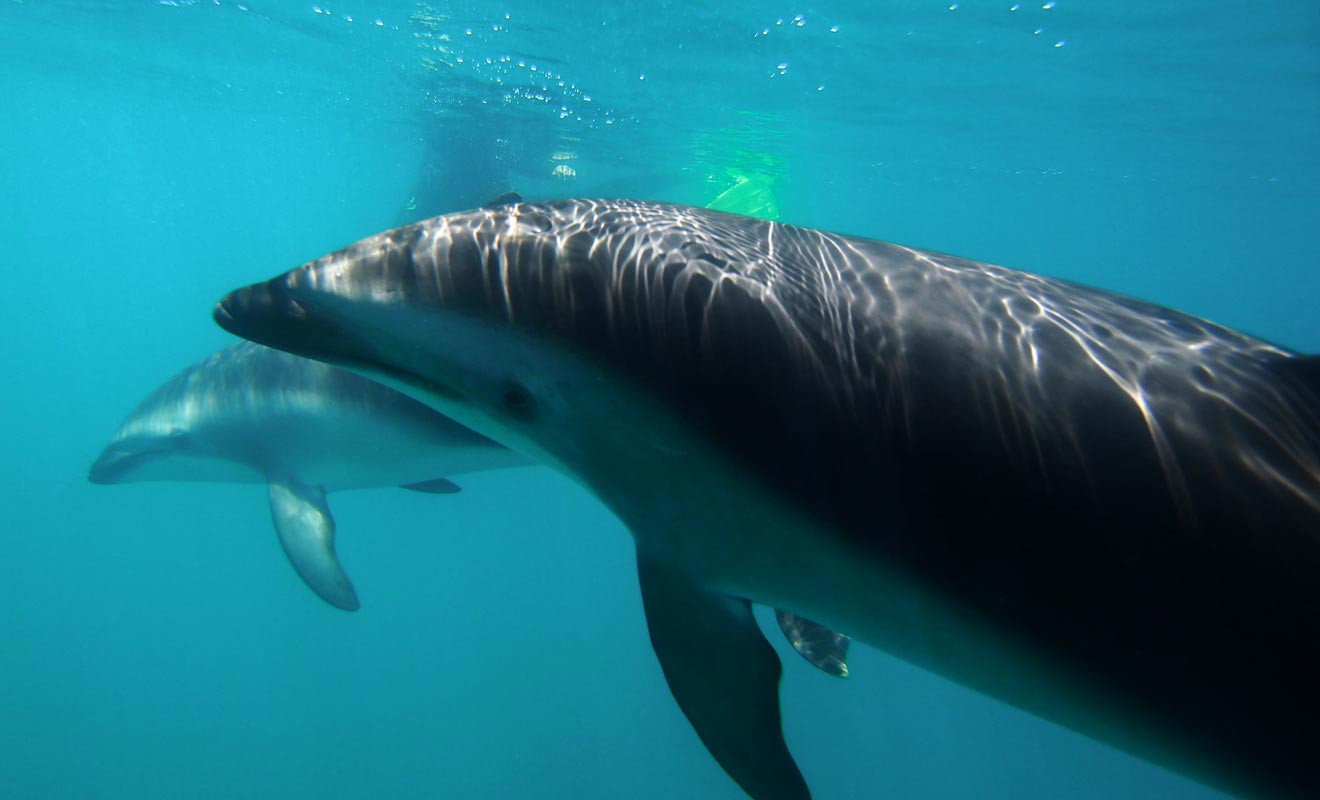 Il suffit de s'équiper d'un masque et d'un tuba pour plonger au milieu des dauphins !