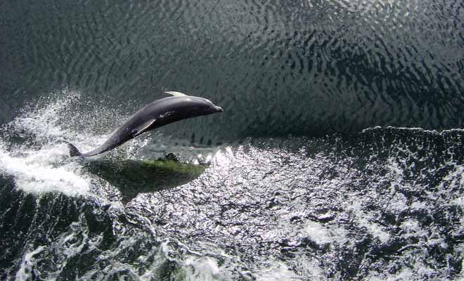 Les dauphins d'Hector font souvent la course avec les navires au niveau de Malaspina Reach. Ils sont hélas de moins en moins nombreux sans que l'on soir parvenu à expliquer la raison de ce déclin.