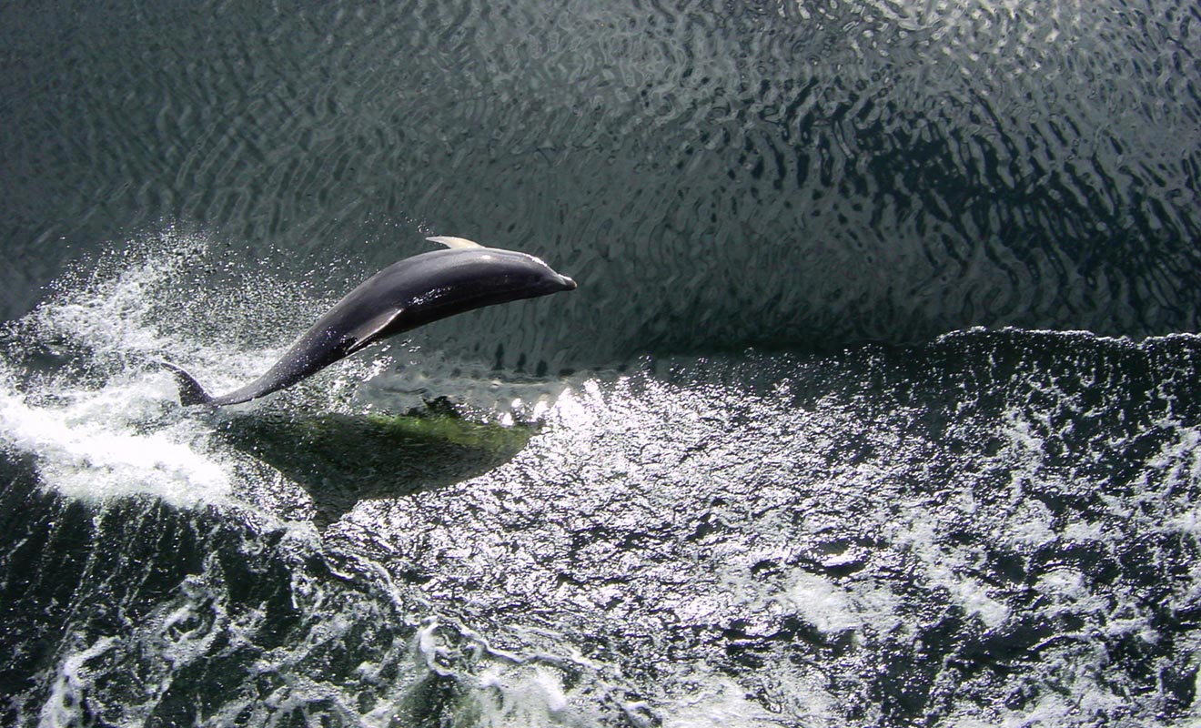 Les dauphins d'Hector font souvent la course avec les navires au niveau de Malaspina Reach. Ils sont hélas de moins en moins nombreux sans que l'on soir parvenu à expliquer la raison de ce déclin.