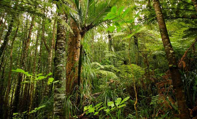 La forêt tropicale qui pousse dans la région est particulièrement dense et humide. C'est un régal pour les yeux, mais un véritable cauchemar pour les explorateurs.