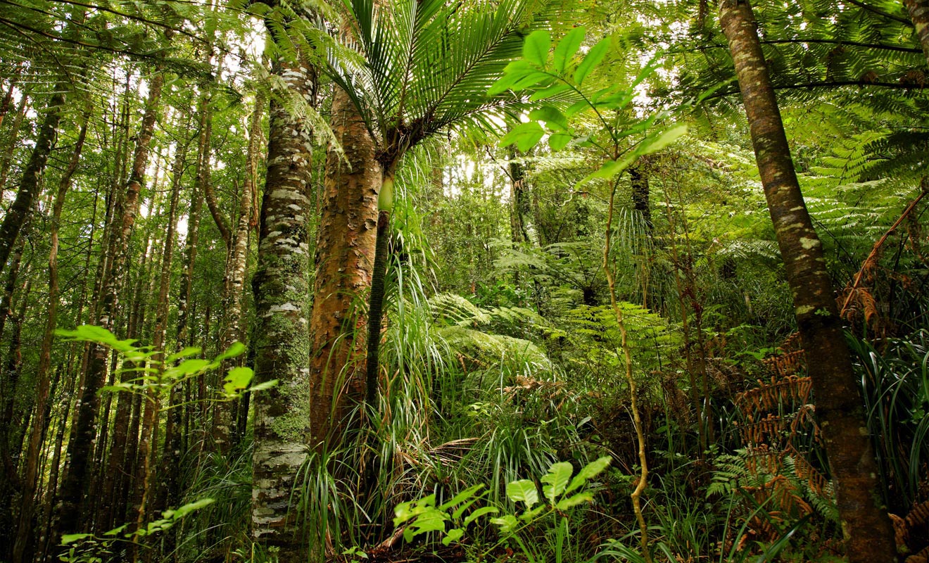 La forêt tropicale qui pousse dans la région est particulièrement dense et humide. C'est un régal pour les yeux, mais un véritable cauchemar pour les explorateurs.