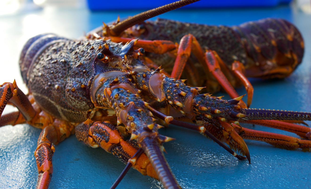 Vous aurez l'opportunité de gouter aux langoustes du fiord si vous louez une cabine à bord d'un navire. Elle seront pêchées le matin et servie pour le diner.