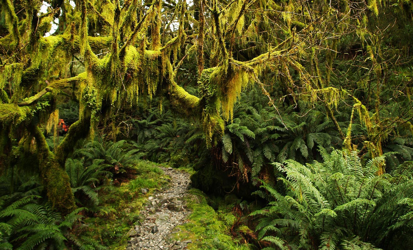 La mousse recouvre le moindre centimètre carré du Fiordland.