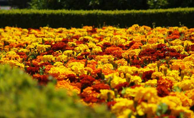 Une gare se soit de donner une bonne impression aux voyageurs. C'est le cas de celle de Dunedin qui possède de splendides parterres de fleurs.