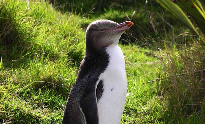 Le pingouin est un animal craintif qu'il faut observer à distance. Des cachettes sont installées pour permettre de les guetter quand ils remontent de la plage.