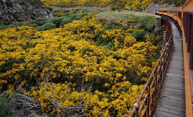 On quitte souvent Dunedin à regret, mais l'excursion de Taieri Gorge Railway est un excellent remède à la déprime.