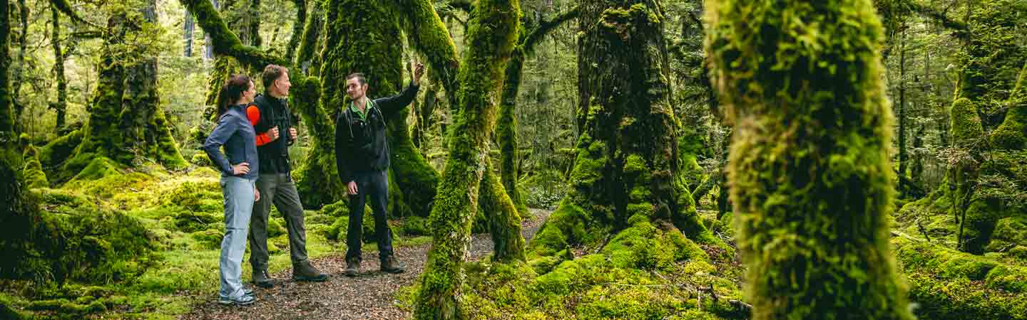 Arbres et espèce végétales qui poussent sur les deux îles.