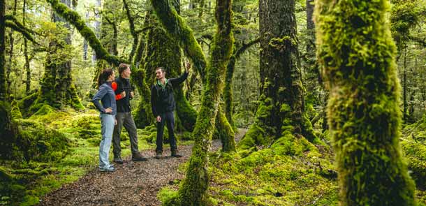 Arbres et espèce végétales qui poussent sur les deux îles.