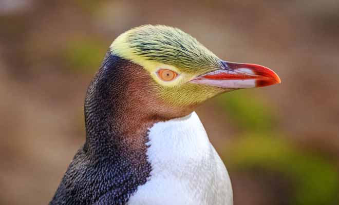 Les pingouins à oeil jaune peuvent être admirés dans les Catlins. Des points d'observations discrets ont été aménagés pour ne pas ennuyer les pingouins.