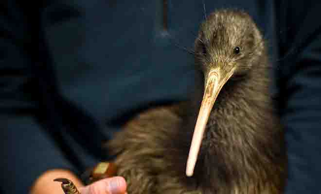 La mascotte du pays est un oiseau sans ailes particulièrement attachant !