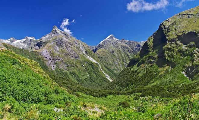 Le Fiordland est recouvert d'une forêt dense et les arbres poussent même à flanc de montagne.