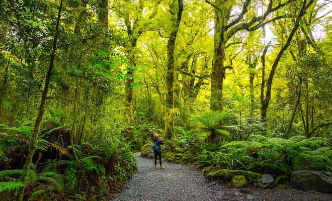 Il tombe plus de sept mètres de pluie par an dans le Fiordland chaque année, et cette humidité exceptionnelle permet à la mousse de recouvrir le moindre centimètre de tronc d'arbre.