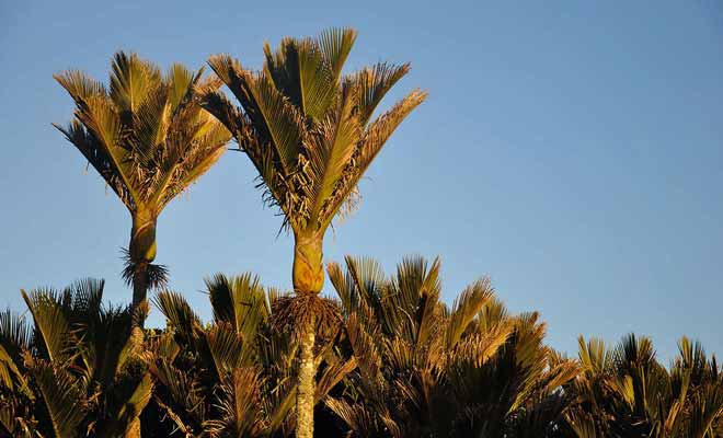 Le palmier nikau pousse sur la West Coast de l'Île du Sud malgré la latitude très basse du pays.