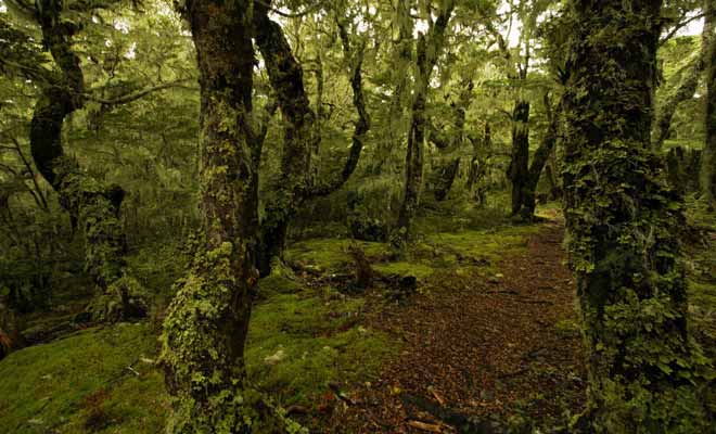 La pluie qui tombe souvent en Nouvelle-Zélande fait pousser de la mousse verte ou noire sur les troncs d'arbres.