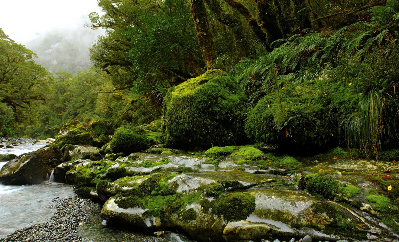 De nombreuses régions du Fiordland sont tellement difficiles d'accès que personne n'y a jamais posé le pied.