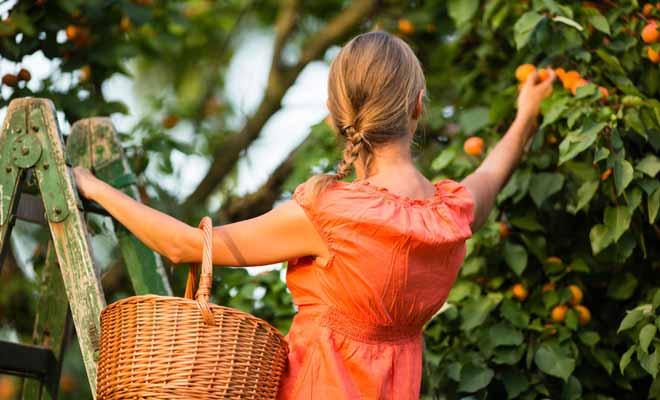 Travailler dans l'horticulture ou dans la cueillette des fruits durant son séjour peut vous permettre de décrocher une extension de visa. Dans ce cas, vous pourrez rester trois mois supplémentaires en Nouvelle-Zélande.
