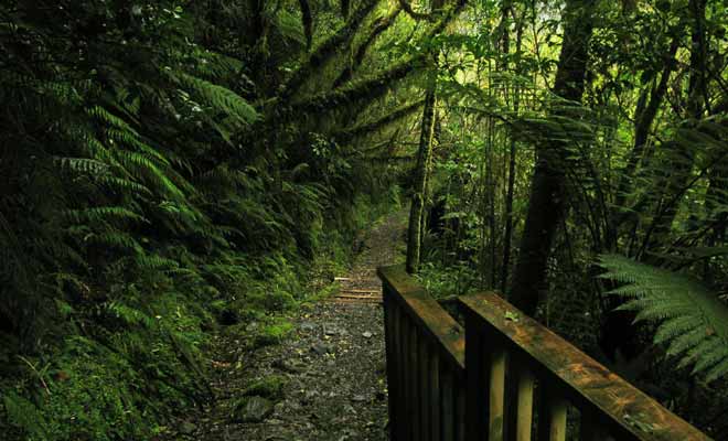 La West Coast est une région très difficile d'accès en raison de sa forêt pratiquement impénétrable. Même les Maoris ne s'y aventuraient guère et la plupart des tentatives pour exploiter les ressources de la région ont échoué.