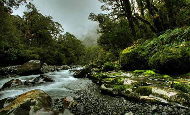 Découverte par les Maoris au 8e siècle, la Nouvelle-Zélande était une terre sauvage. Aujourd'hui encore, certaines forêts impénétrables de l'Île du Sud demeurent méconnues.