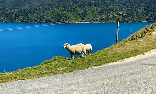 Le bétail se déplace librement dans les collines et traverse parfois la route.