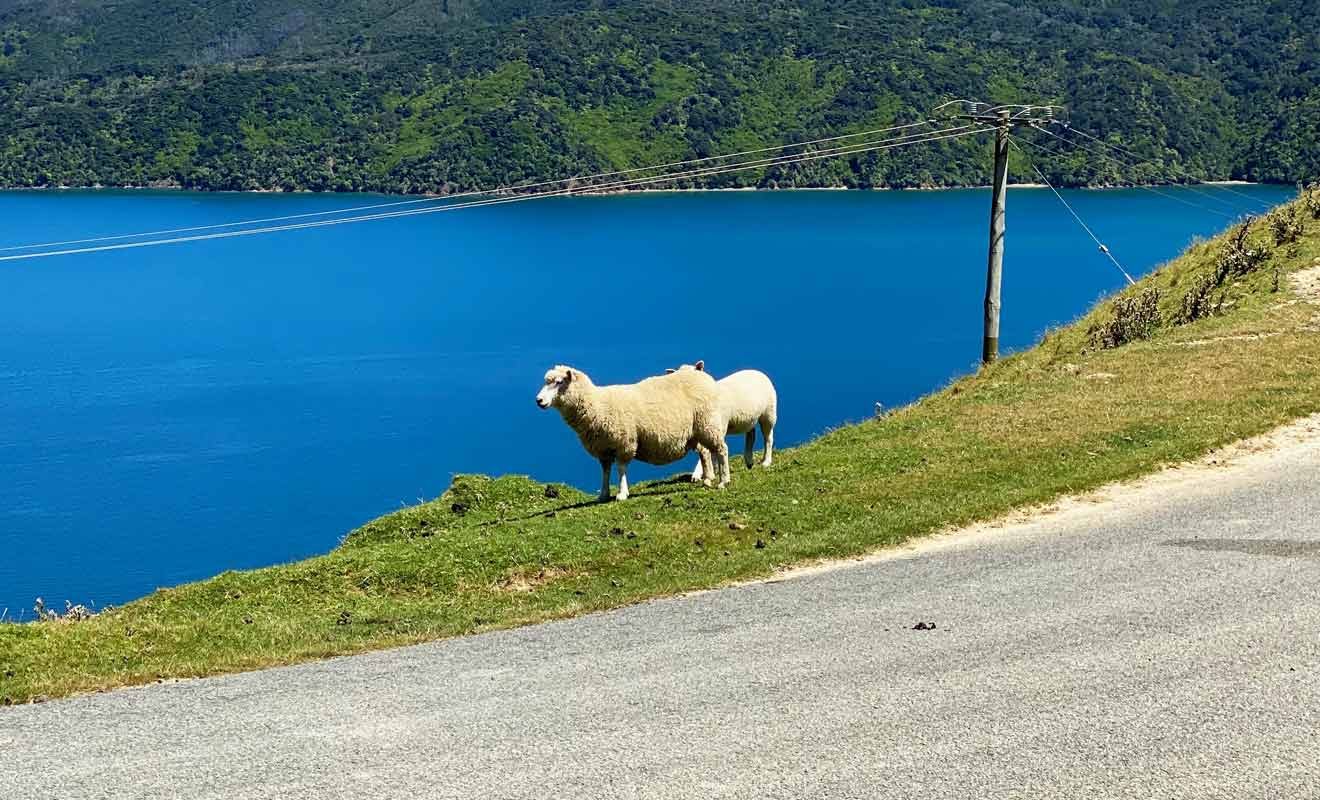 Le bétail se déplace librement dans les collines et traverse parfois la route.