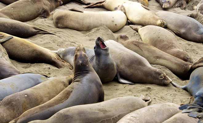 Les otaries ont bien failli être exterminées par les chasseurs autrefois. L'espèce est aujourd'hui protégée et la chasse interdite.