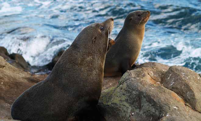 Il suffit de comparer la différence de poids pour reconnaitre les otaries mâles et femelles. Monsieur pèse le double !