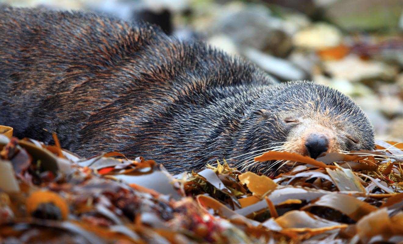 Une otarie, malgré son apparence paisible, demeure un animal sauvage. Il vaut mieux garder ses distances pour les laisser dormir tranquillement.