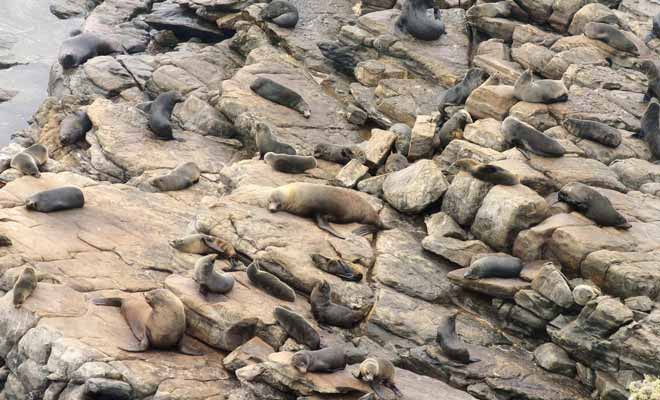 Les colonies d'otaries sont aujourd'hui protégées, car l'espèce avait été largement exterminée par les chasseurs.