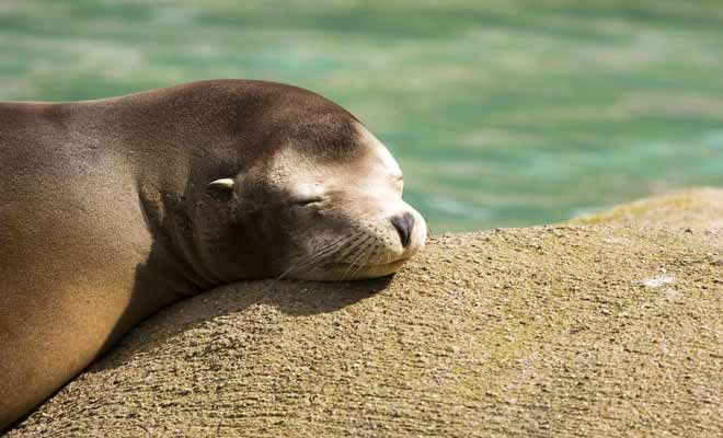 Il semble que la sieste au soleil soit l'activité favorite des otaries à fourrure.