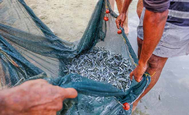 La pêche du Whitebait n'est autorisé qu'entre août et novembre et il existe des quotas très stricts.