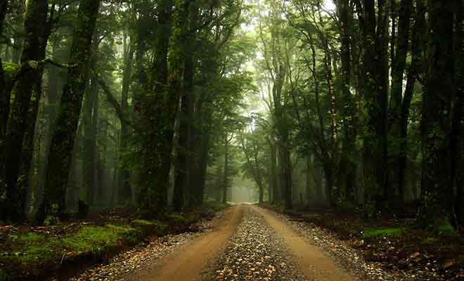 C'est dans cette forêt que Peter Jackson a tourné la poursuite avec les Nazguls.