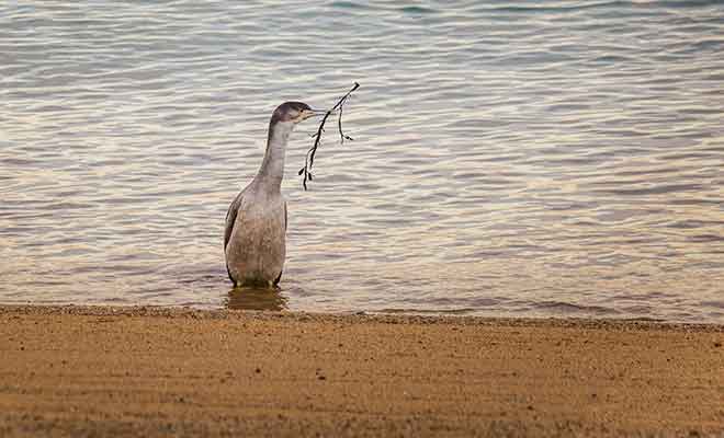 Les cormorans viennent de l'île au large de la plage.