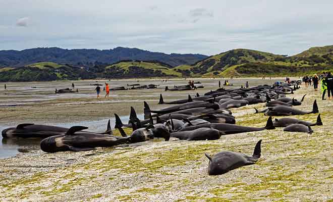 Les cétacés qui s'échouent sur le sable sont généralement condamnés à périr.
