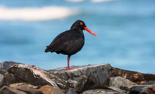 Les huîtriers sont des oiseaux qui vivent en couple durant des décénnies.