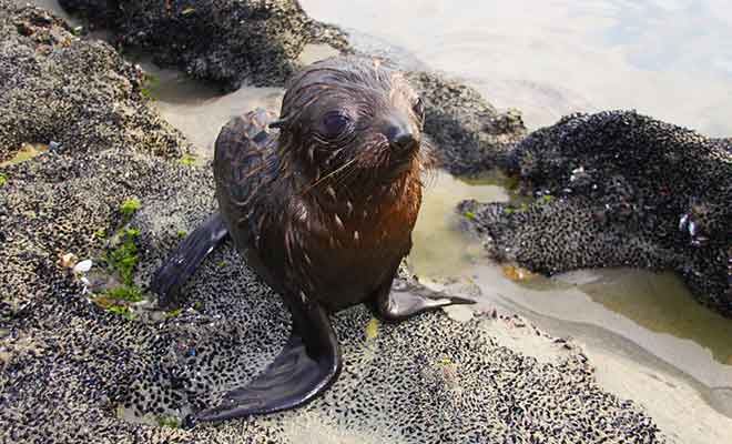 La curiosité des otaries les pousse souvent à s'approcher des visiteurs pour les dévisager.