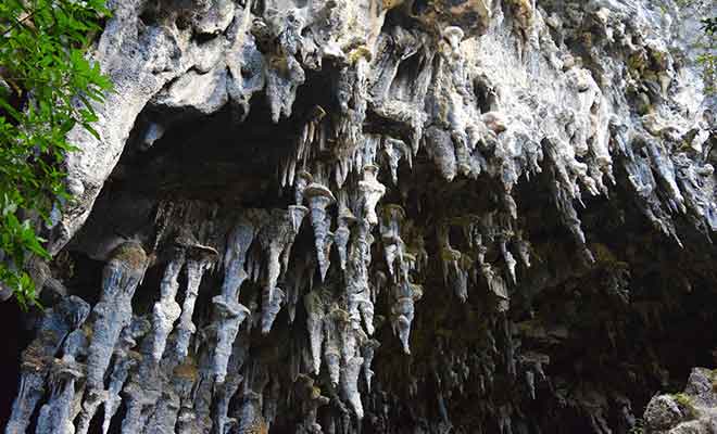 Le phytokarst de Rawhiti Cave est un phénomène fascinant.