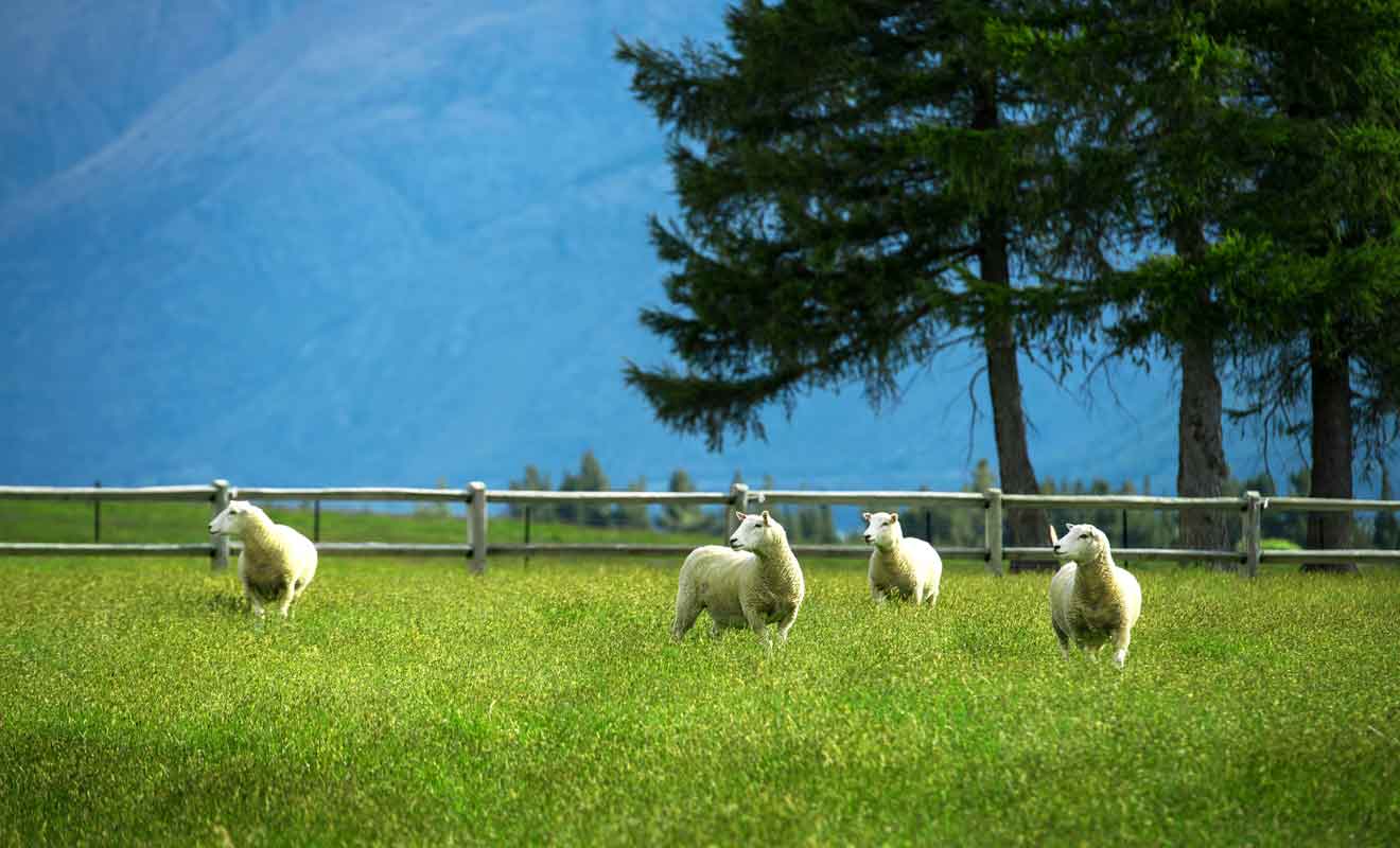 N'espérez pas approcher les moutons, car ils se sauvent dès que l'on descend de la voiture.