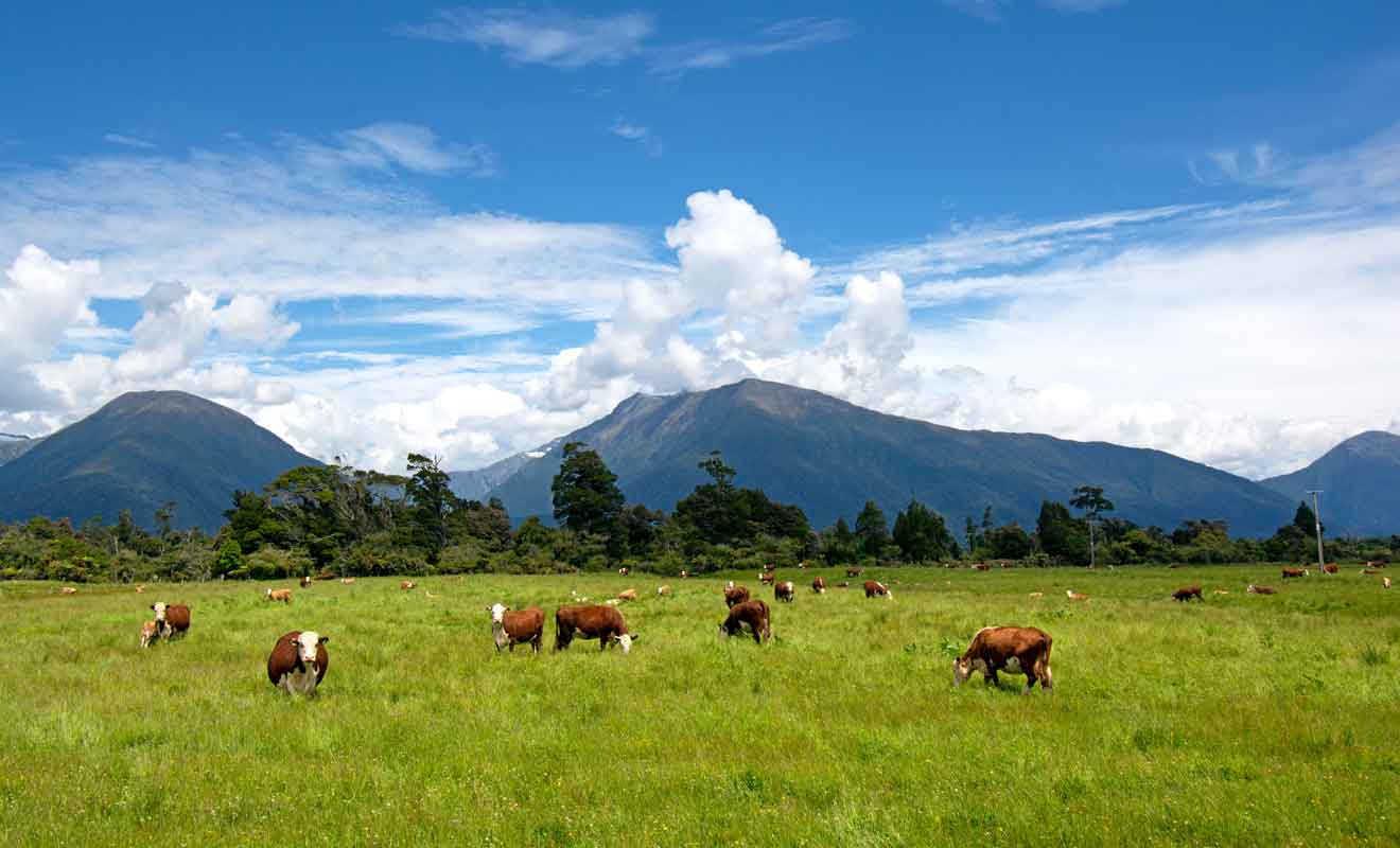 Makarora et ses pâturages pour les vaches et les moutons.