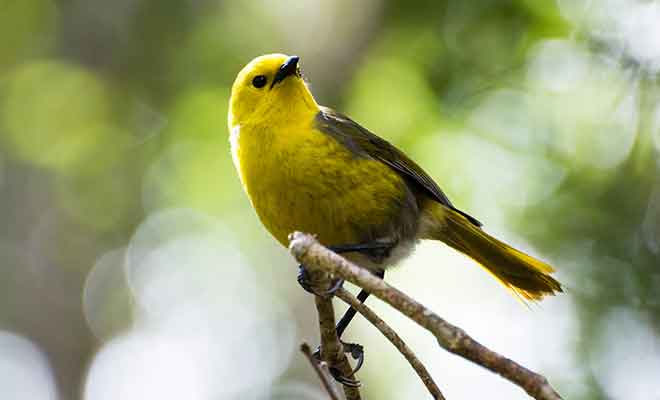Le mōhua est un petit passereau avec un beau plumage jaune.