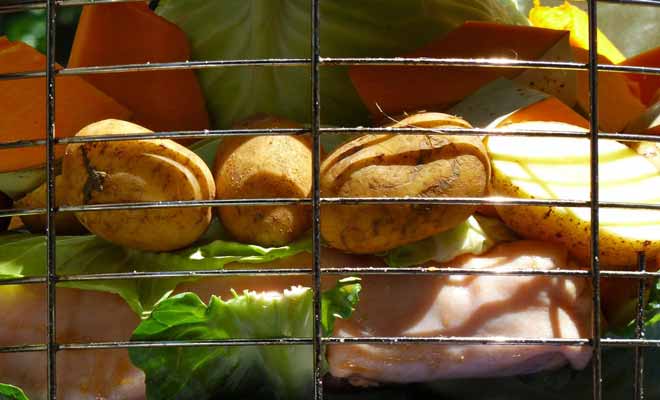 Pour cuisiner le Hangi comme les Maoris, il faut commencer par creuser un trou dans la terre et y déposer des braises. Puis il faut déposer la nourriture crue emballée dans des sacs sur un lit de terre. Puis couvrir l'ensemble avec la terre restante et patienter quatre heures pour que les aliments cuisent.