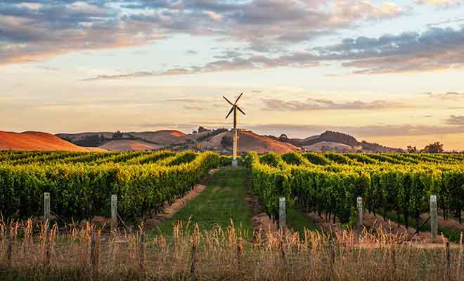La qualité des vignobles devrait vous motiver, surtout si vous souhaitez rapporter des bouteilles de vin.
