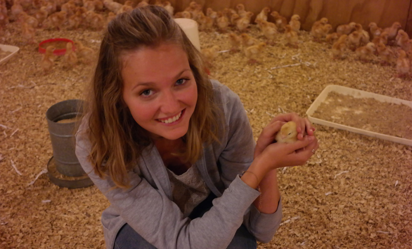 Tous les HelpX ou WWoof ne donnent pas l'opportunité de travailler avec de mignons petits poussins, mais quand cela arrive, vous avez de la chance !