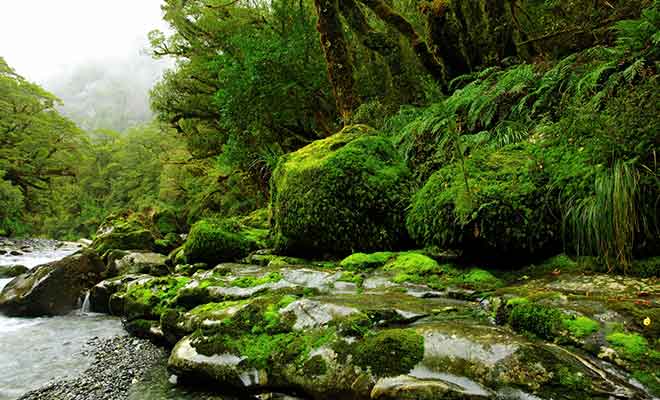 Les Maoris venaient chercher le jade dans les rivières de la West Coast.